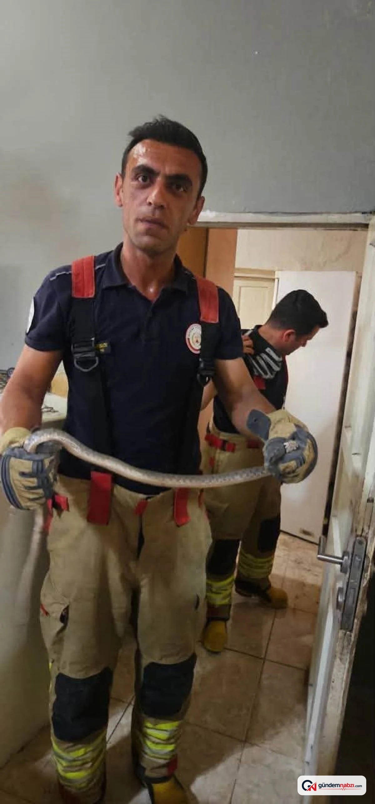 Hatay'da yerleşim yerlerinde görülen yılanlar doğaya salındı