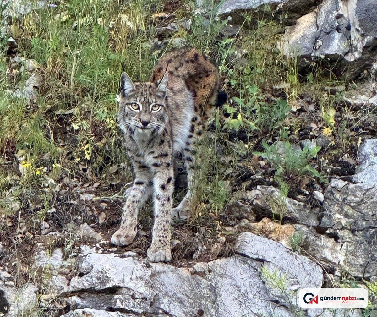 Erzincan'da nesli tükenmekte olan vaşak görüntülendi
