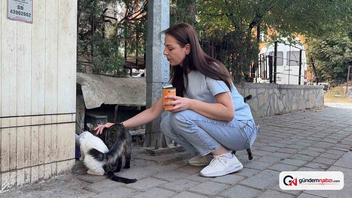 Kütahya'da beslenen kedinin başı ve ayakları kesildi