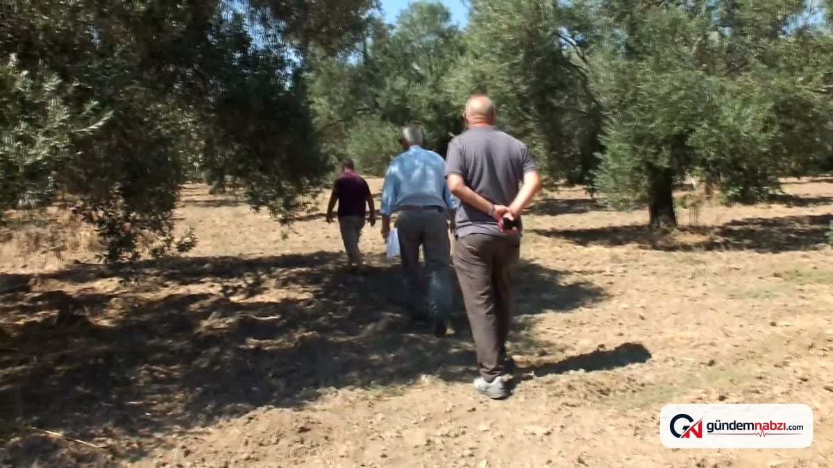 Zeytin üreticileri, zeytinyağı için destek talep etti
