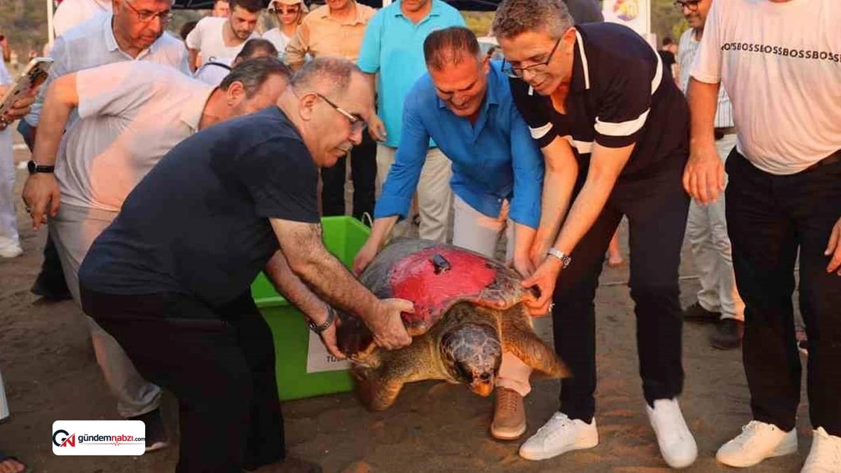 Tuba isimli Caretta, Akdeniz'de 25 bin kilometre yol kat etti