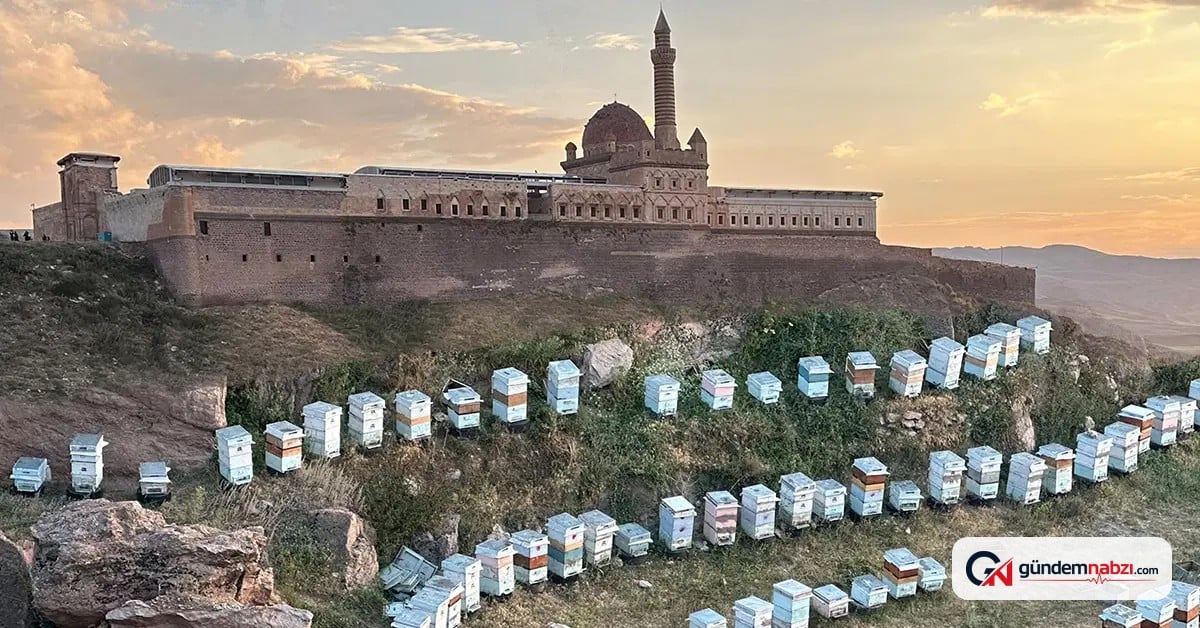 Ağrı'da İshak Paşa Sarayı eteklerinde geven balı üretiliyor