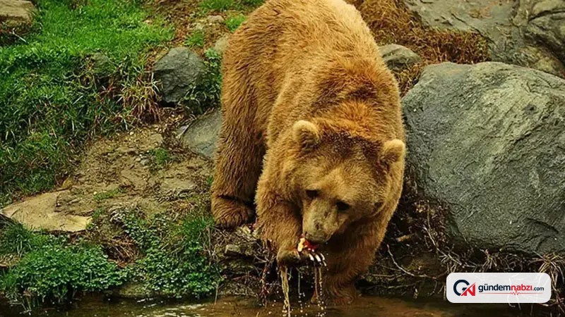 Karadeniz ve Doğu Anadolu'da artan ayı nüfusu için uzman uyarısı