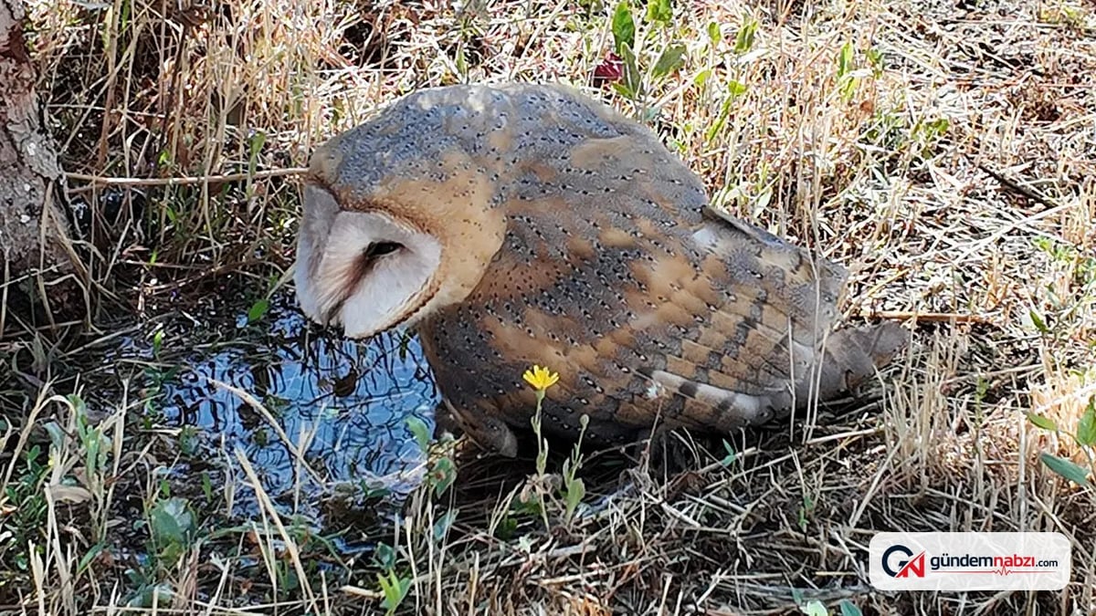 Sivas Şarkışla'da okul bahçesinde peçeli baykuş bulundu ve tedaviye alındı