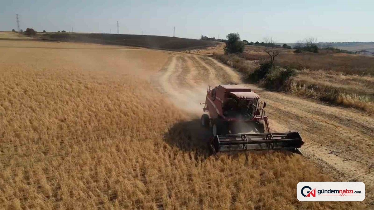 Tekirdağ'da sözleşmeli nohut tohumluğu hasadı yapıldı