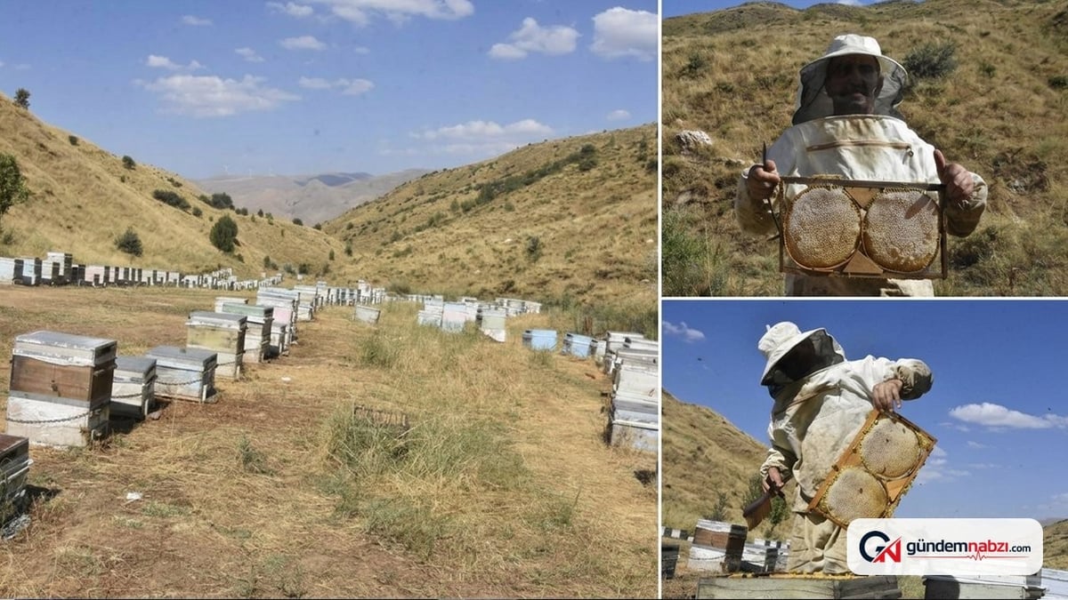 Bitlis balı bu yıl rekolte artışıyla üreticileri güldürecek