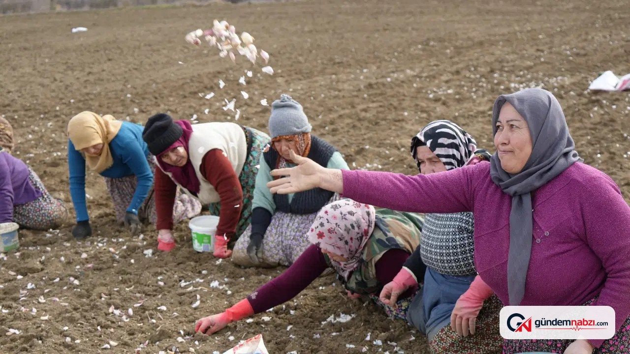Çorum'da 10 ayda üretilen Üyük sarımsağı tarlada tükendi