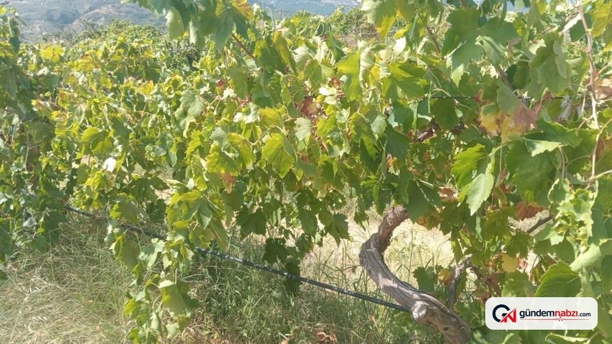 Denizli Buldan'da üzüm bağından 2 ton ürün çalındı