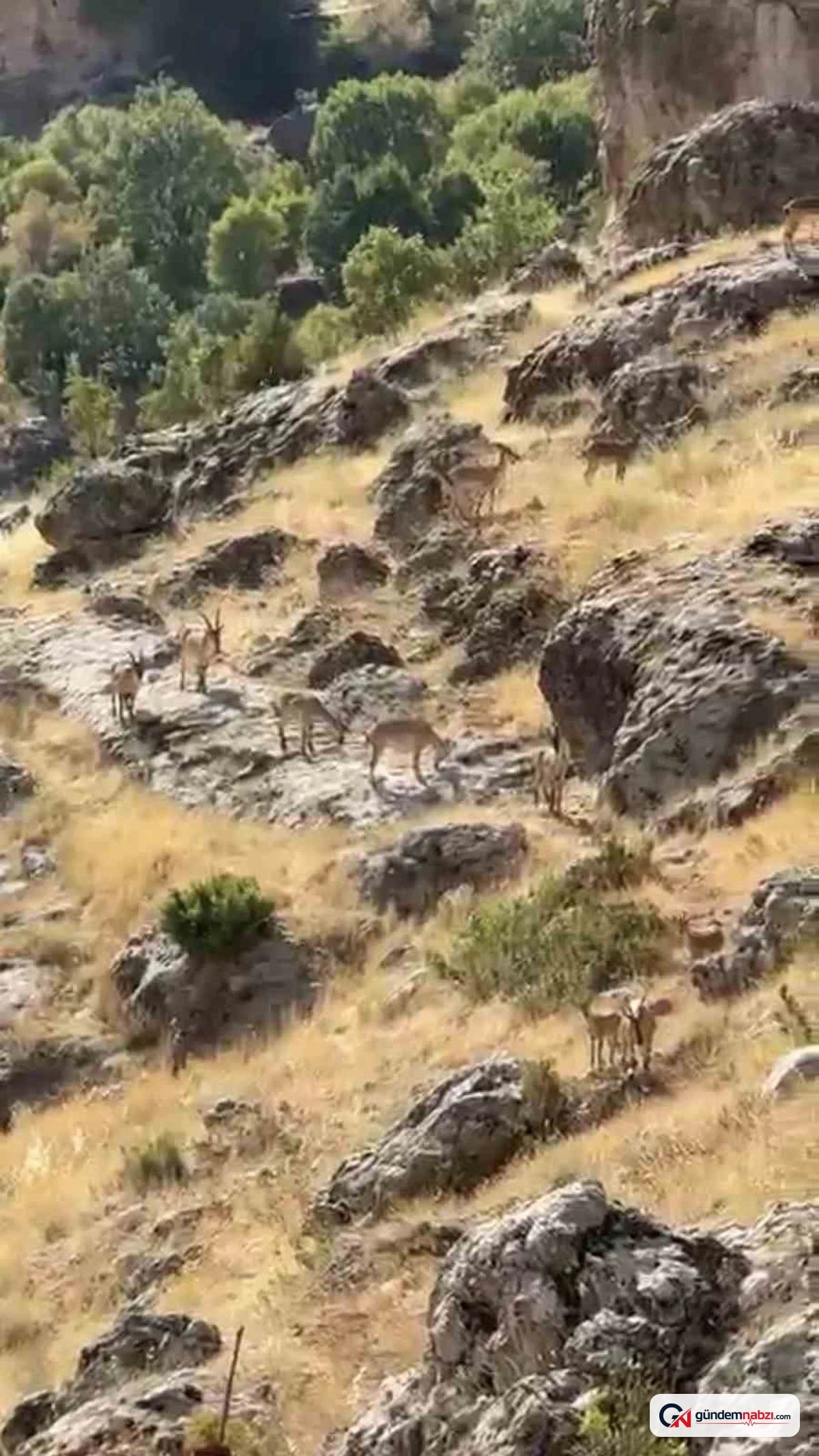 Diyarbakır'da dağ keçileri sürüsü görüntülendi