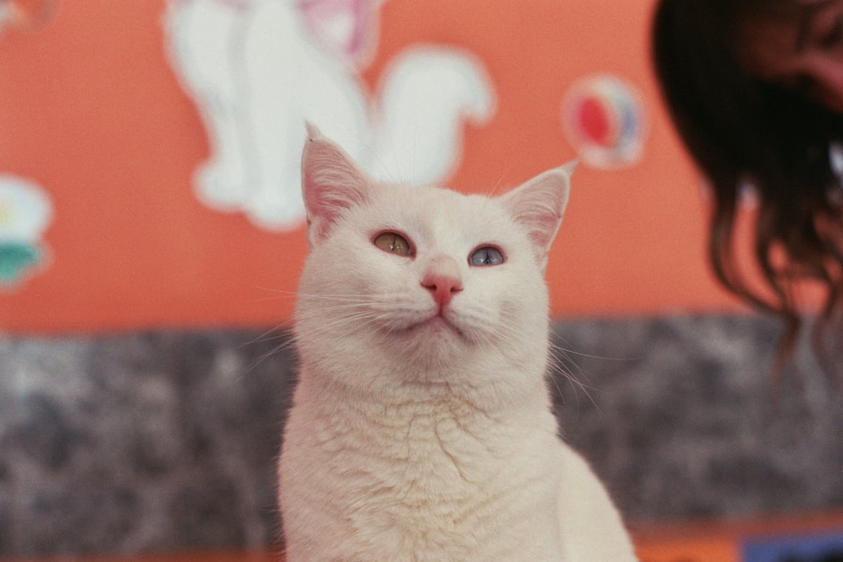 Van'daki Kedi Villası 80 bin ziyaretçi ağırladı