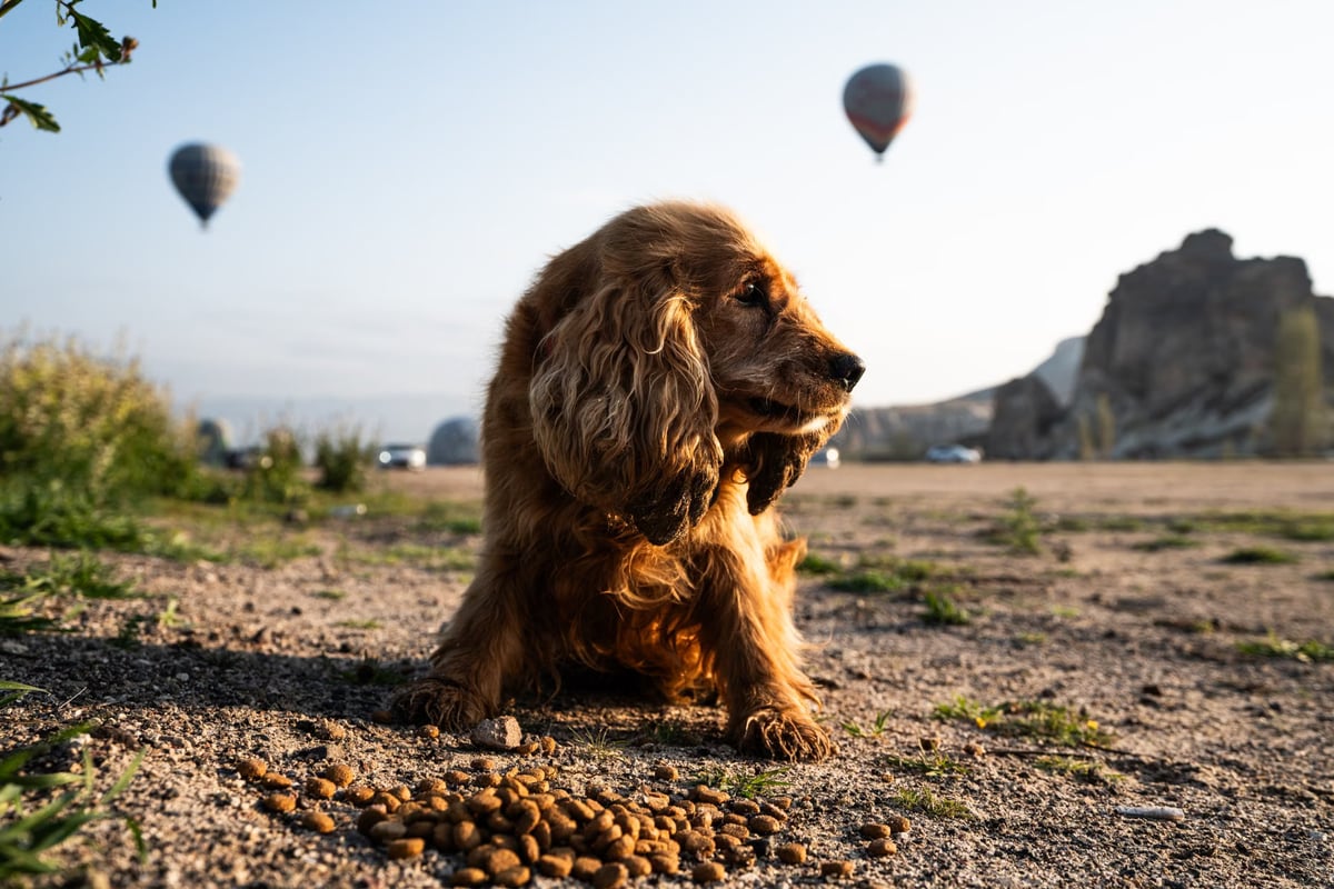 Trabzon'daki düğünde nikah şekeri yerine köpek maması dağıtıldı
