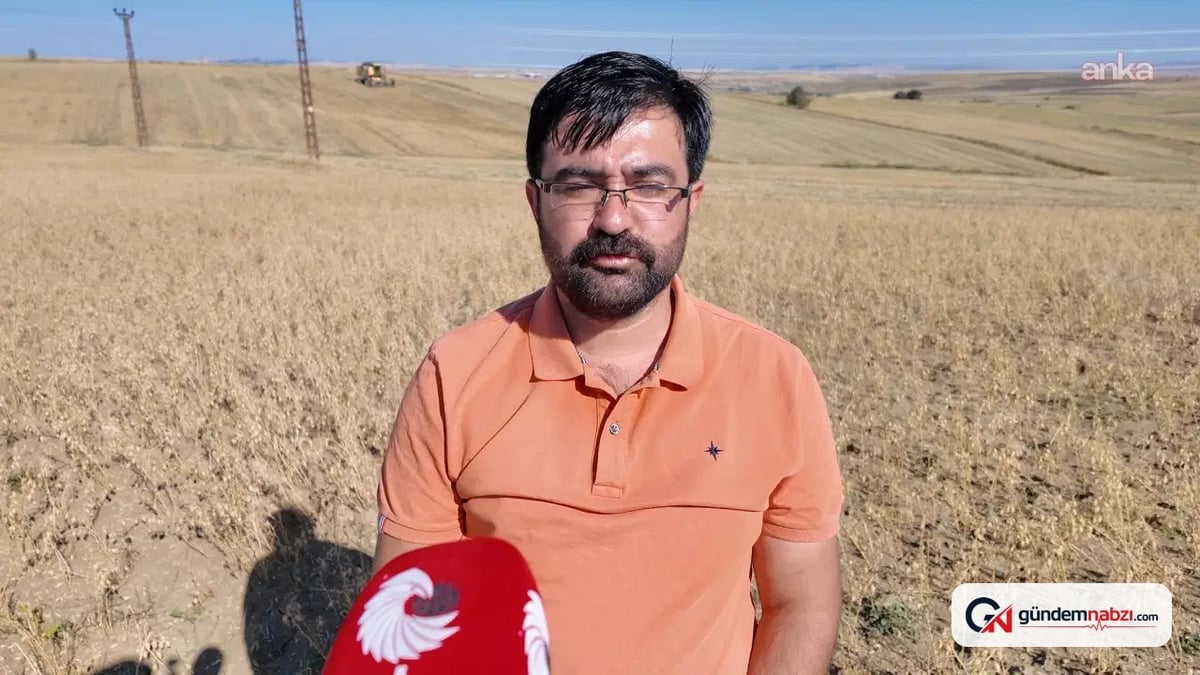 Yozgat'ta nohut üreticileri zarar etti