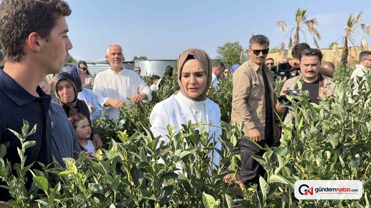 Bakan Göktaş, Düzce'de yaban mersini topladı
