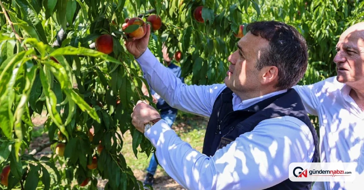 Bilecik'te 18 bin dekar alanda şeftali ve nektarin hasadı başladı