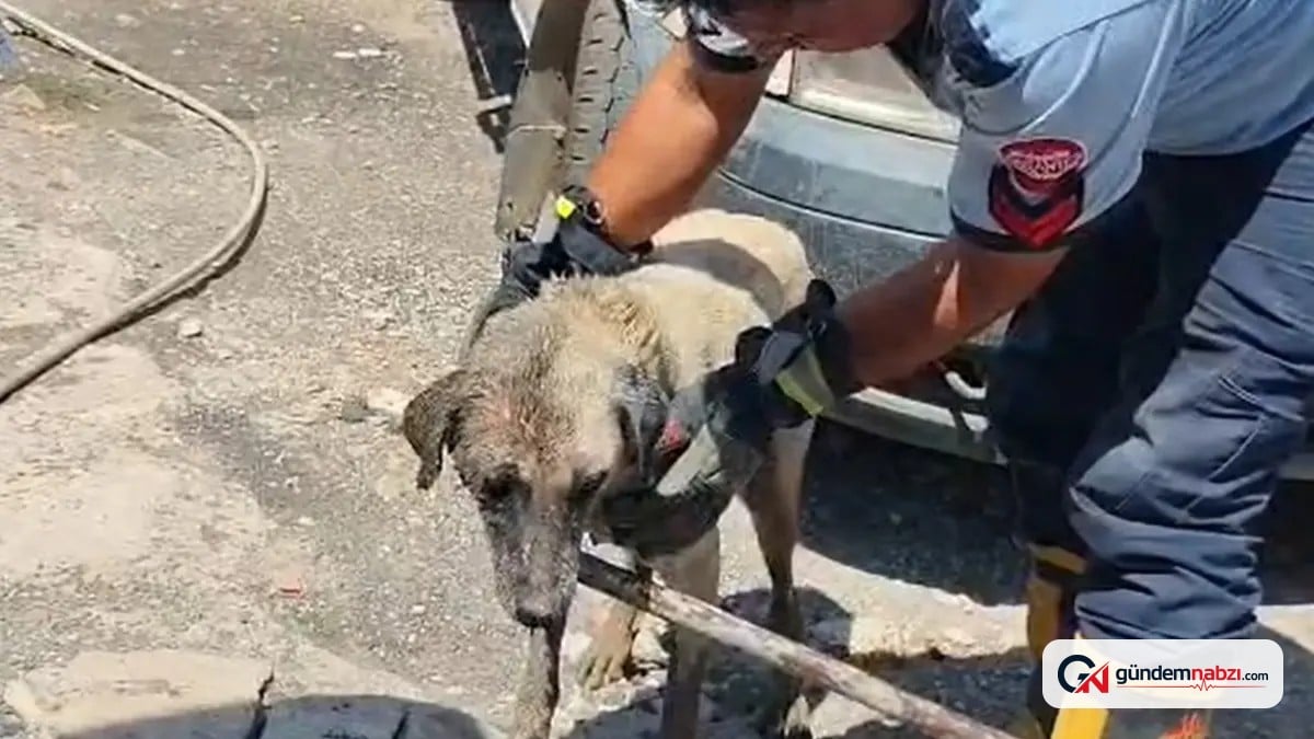 Gaziantep'te konteynerin altında sıkışan anne köpek ve yavruları kurtarıldı