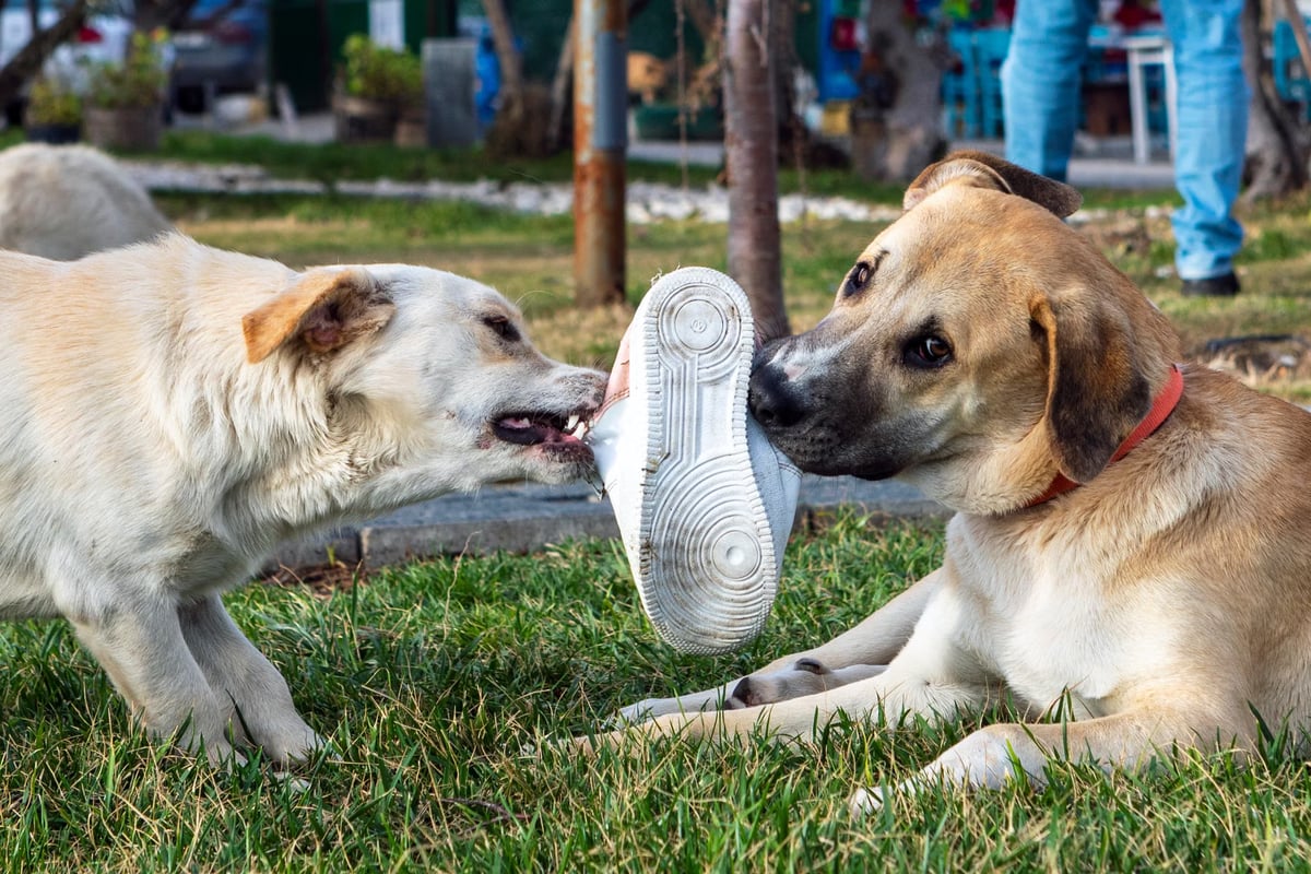 Bayburt'ta köpeklerden kaçan iki kuzen yaralandı