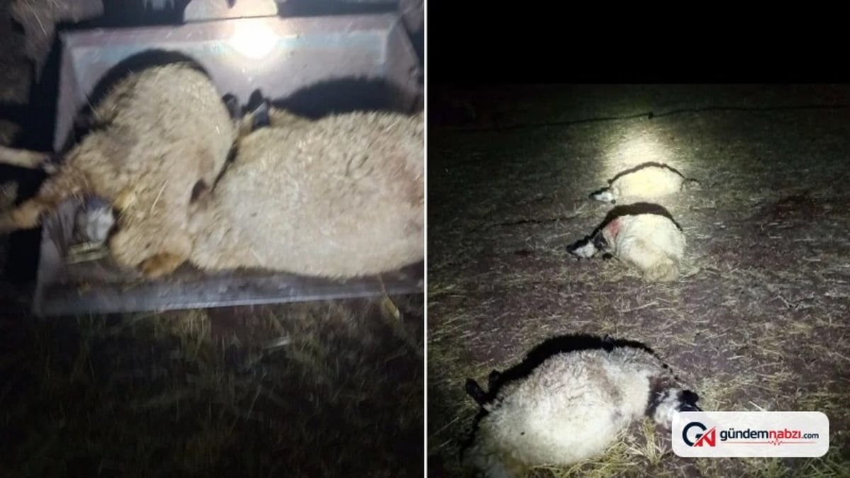 Diyarbakır Çınar'da yıldırım düşen ağılda 21 koyun öldü