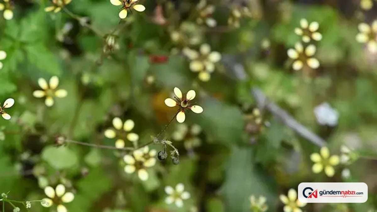 Yeni keşfedilen Latmos Taşkıranı kritik tehlike altında