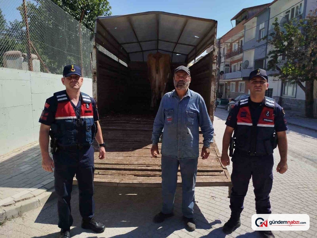 Eskişehir'de çalınan büyükbaş hayvanlardan biri Bilecik'te bulundu