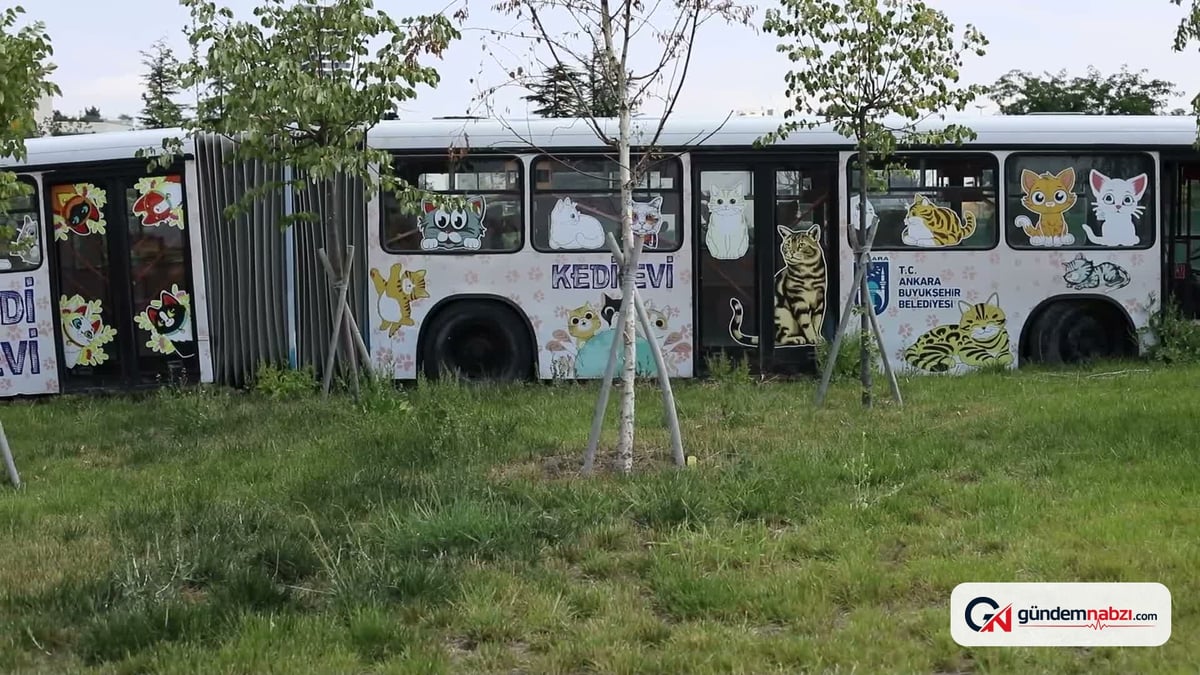 Ankara Büyükşehir belediyesi'nden kedilere özel yaşam merkezi