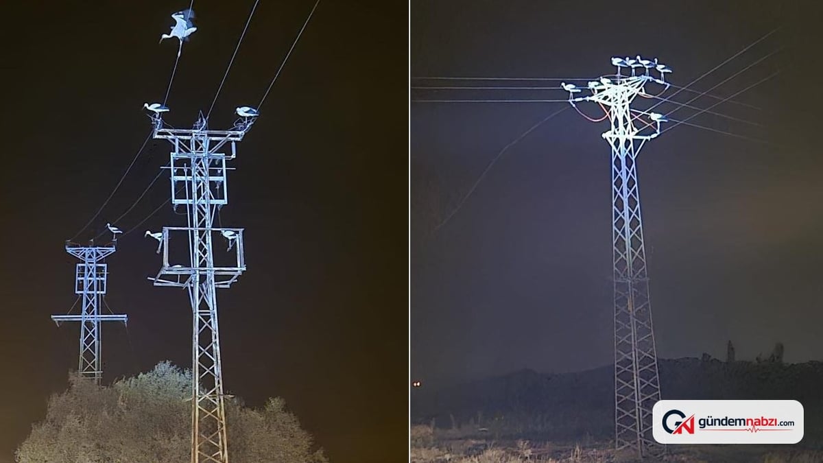Leyleklerin göçü Afyonkarahisar'da 3 beldeyi elektriksiz bıraktı