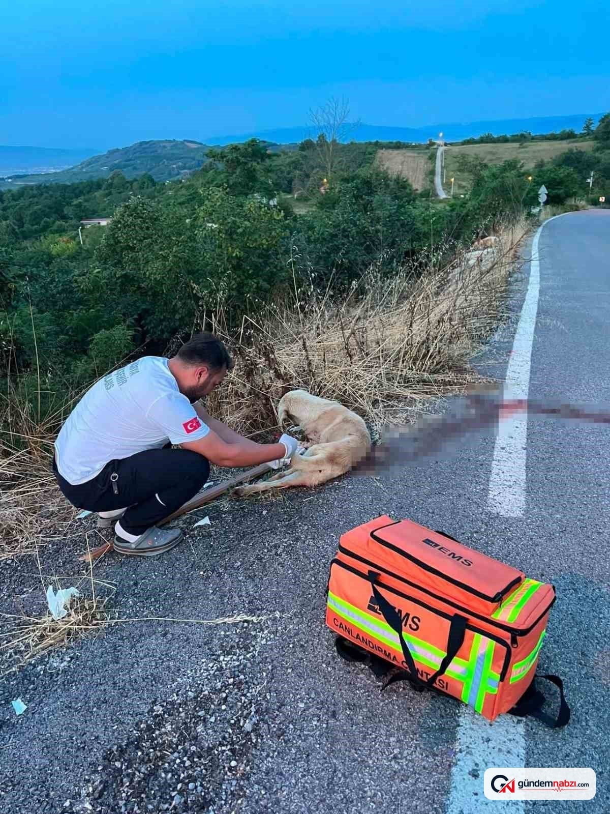 Sakarya'da sağlık ekipleri yaralı köpeğe müdahale etti