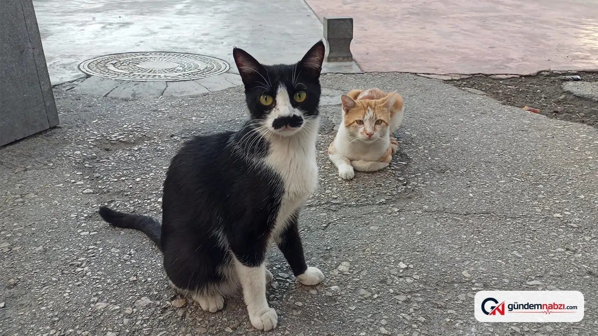 Samsun'da Pala bıyığı andıran tüyleriyle dikkat çeken kedi ilgi odağı oldu