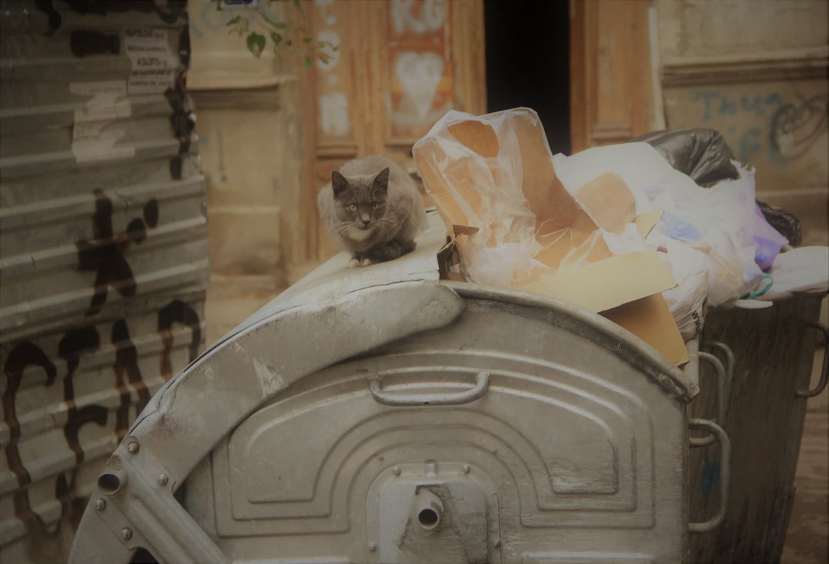 Farelerin nefret ettiği kedi kumu yöntemi