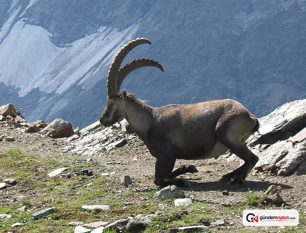 Tunceli'de koruma altındaki dağ keçileri Munzur Nehri kıyısında görüntülendi