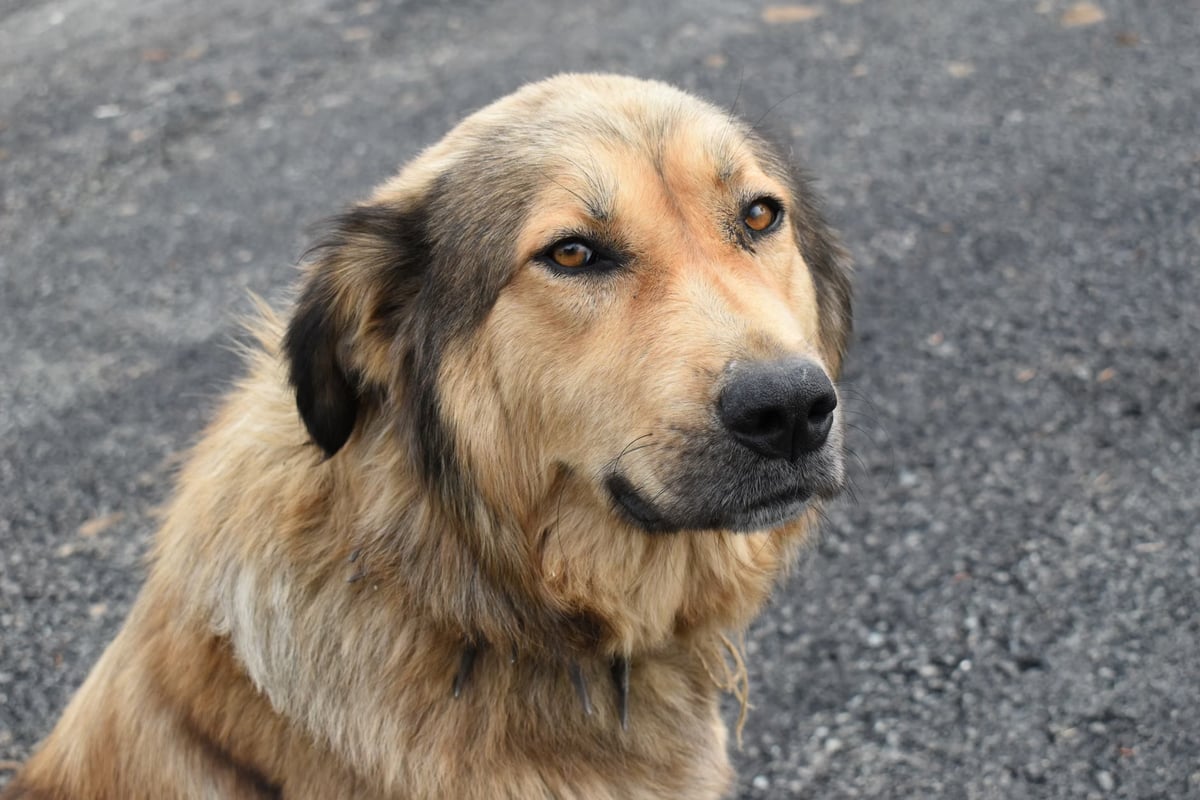 Dünyanın en yaşlı köpeği Bobi 31 yaşında öldü