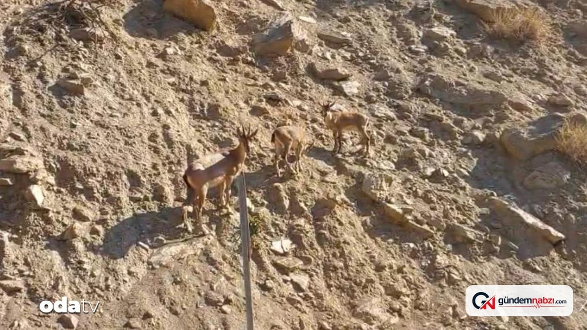 Tunceli'de nesli tükenme tehlikesi altındaki dağ keçileri görüntülendi
