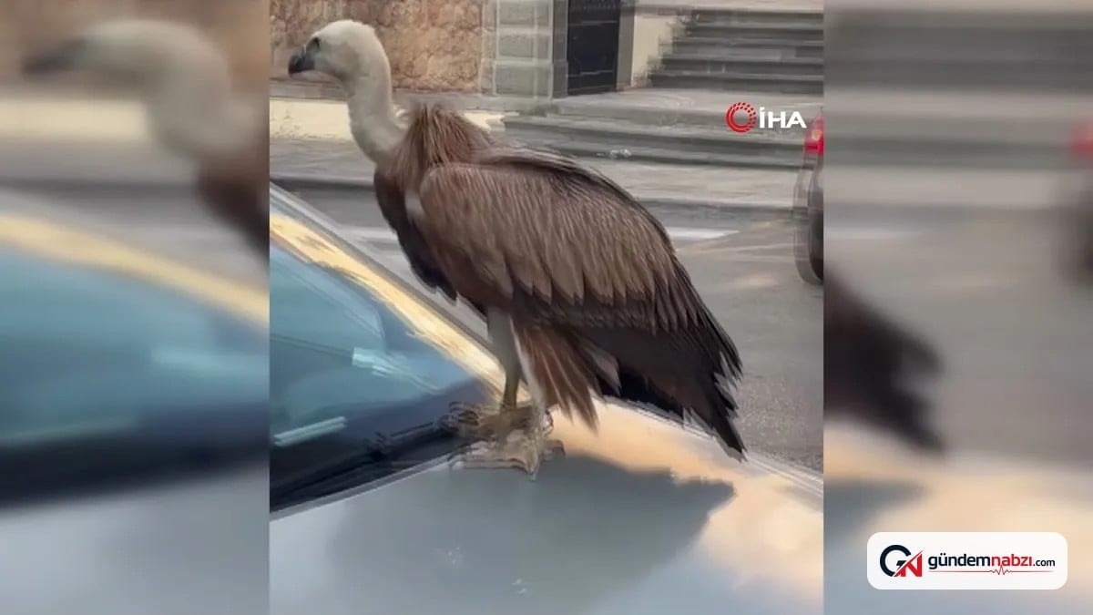 Girit'te sıcaklık ve kuraklık akbabaları insanların arasına indirdi