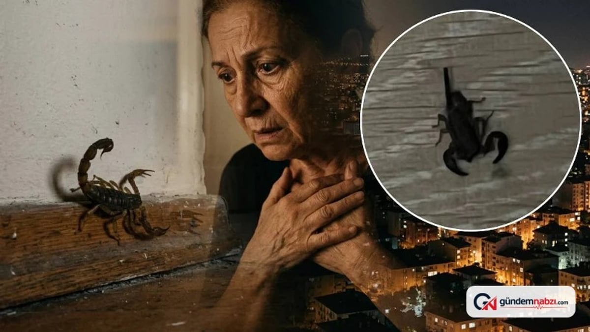 İstanbul'da evlerde akrep görüldü