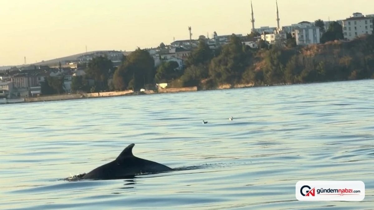Tekirdağ açıklarında tekneyle yarışan yunuslar görüntülendi