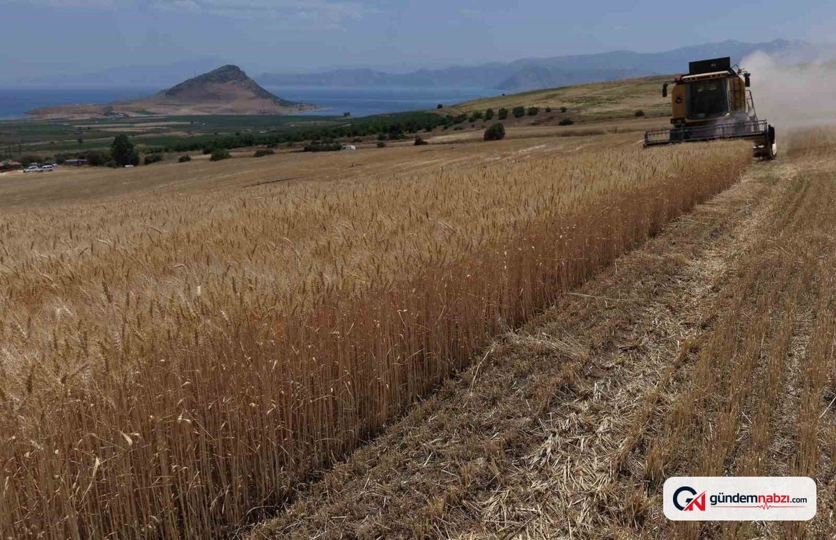 Bitlis'te buğday hasadı başladı: Verim Yüksek, fiyat düşük