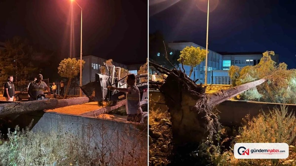 Çorum’da rüzgar nedeniyle ağaç yola devrildi