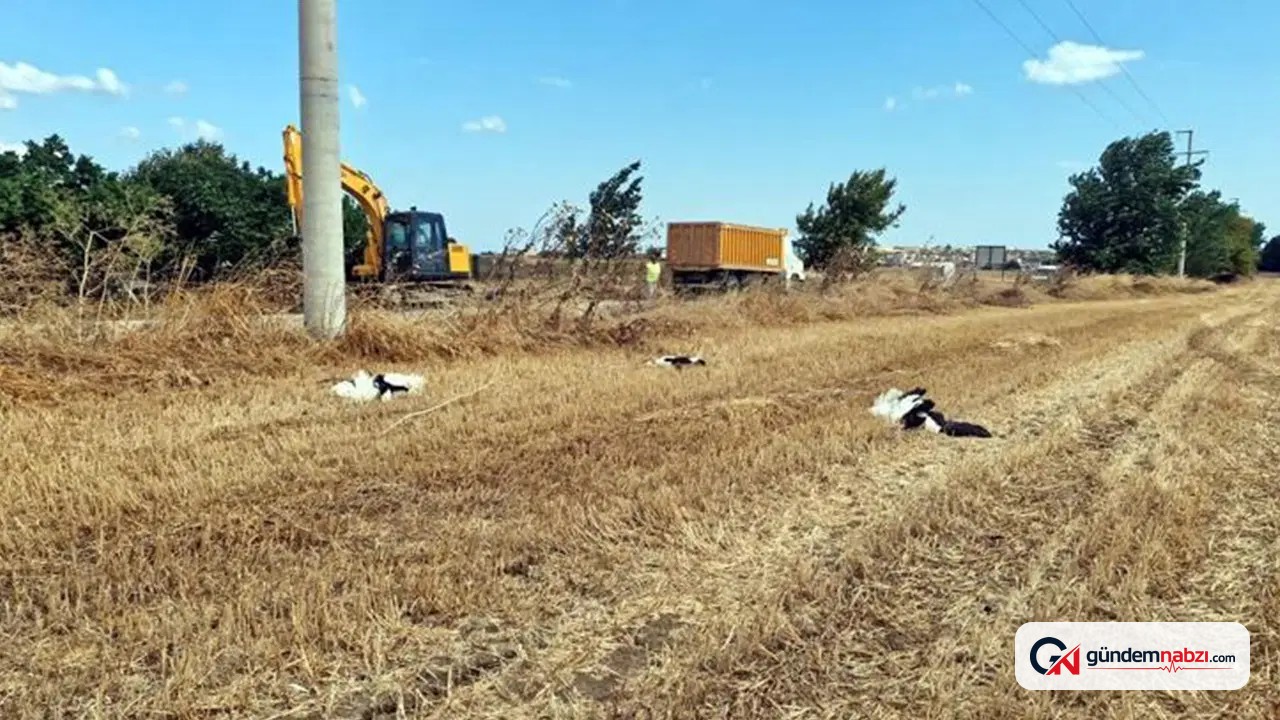 Tekirdağ'da 30 leylek elektrik akımına kapılarak can verdi