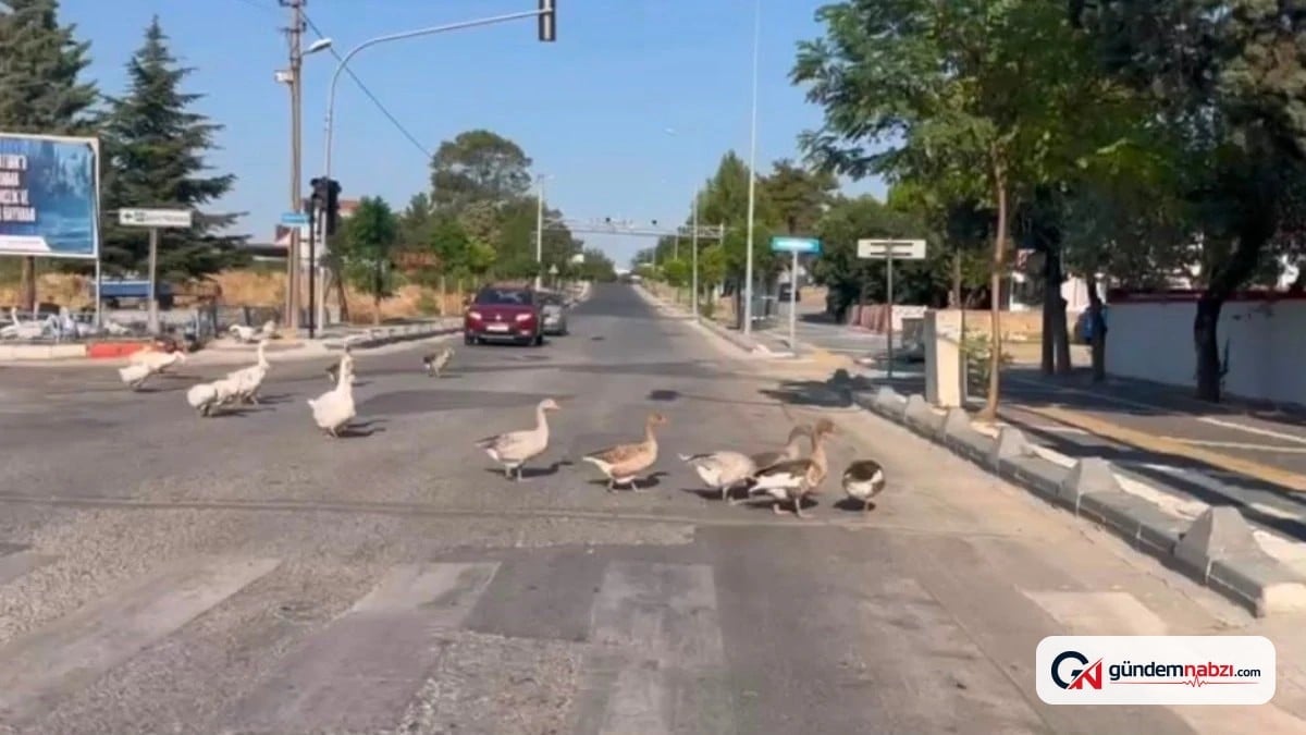 Tekirdağ'da yola çıkan kazlar trafiği durdurdu