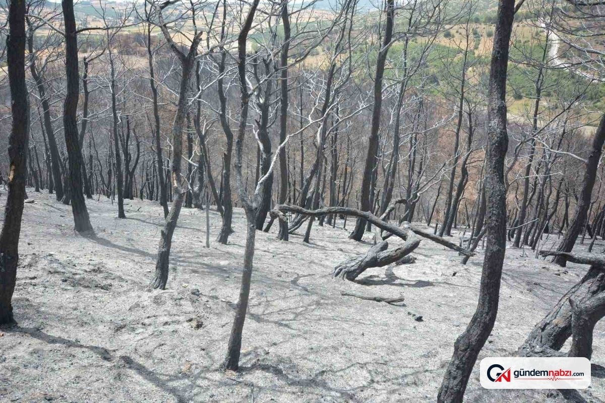 Balıkesir Susurluk'ta Yangın alanındaki temizlik çalışmaları devam ediyor