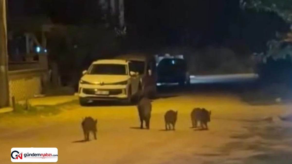 Bursa'da yaban domuzları sokaklarda yiyecek aradı