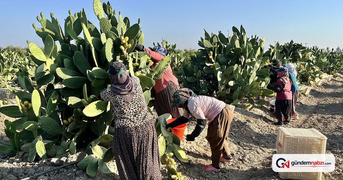 Mersin'de dikenli incir hasadı başladı