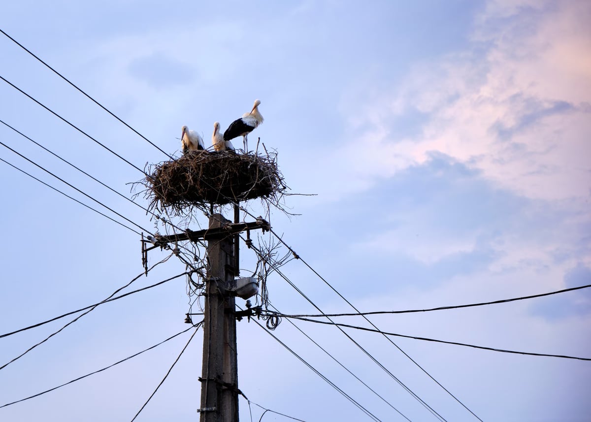 Mersin'de elektrik akımına kapılan 3 leylek telef oldu