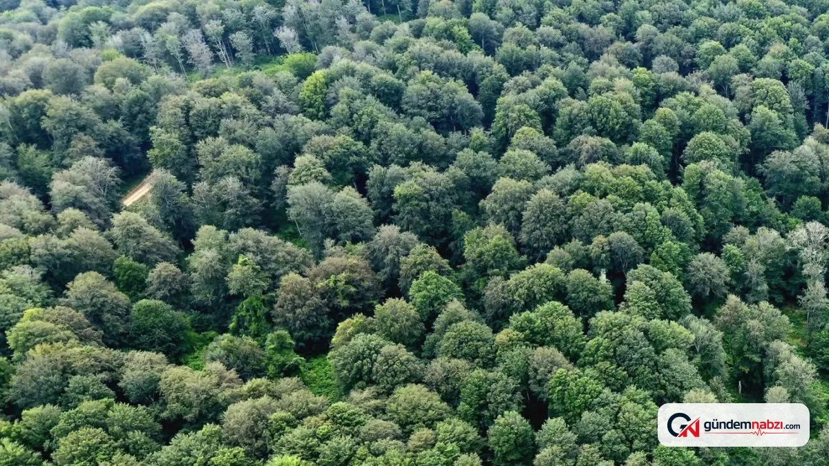 Sinop'ta ormanlar için doğal gençleştirme çalışması