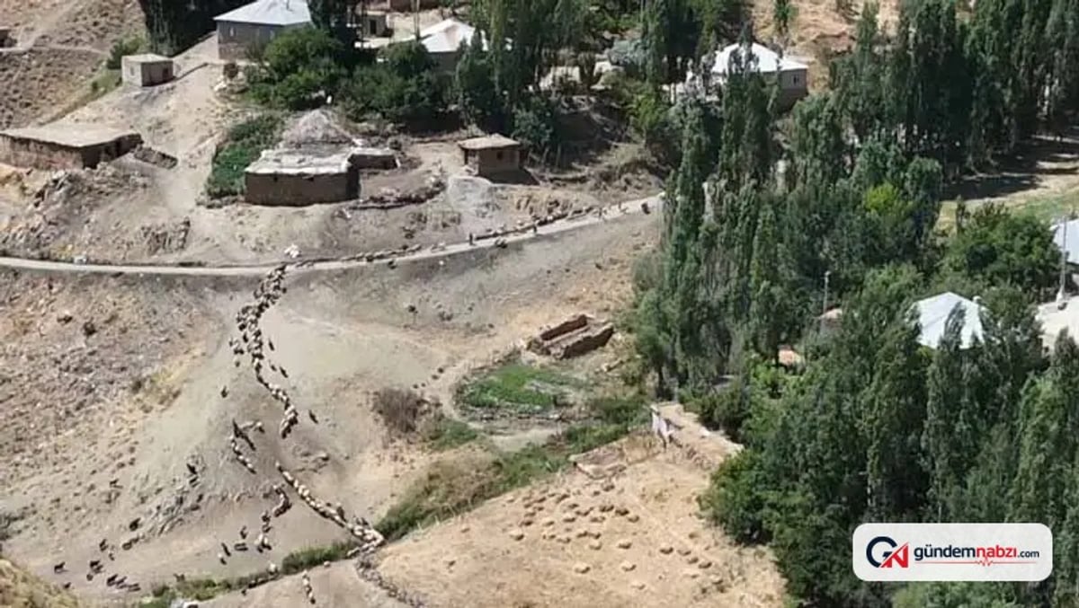 Hakkari'de besiciler koyunlarını her gün 3 kilometre yürütüyor