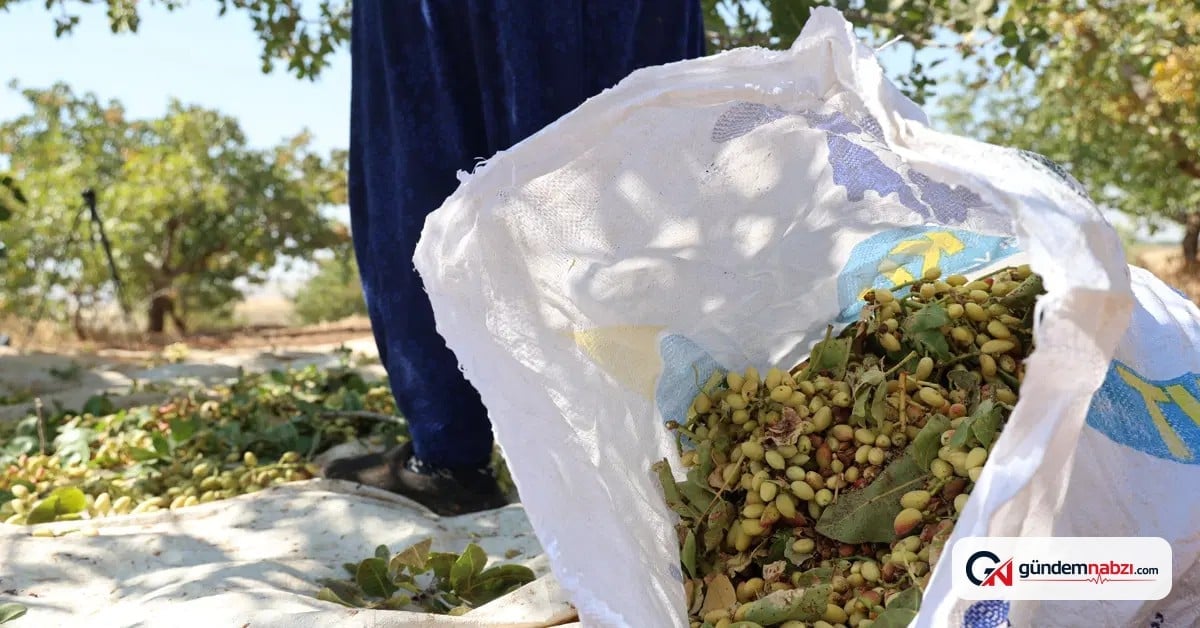 Diyarbakır'da fıstık hasadı 41 derece sıcakta yapılıyor