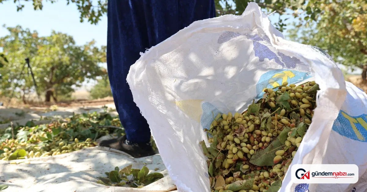Diyarbakır'da fıstık hasadı 41 derece sıcakta yapılıyor