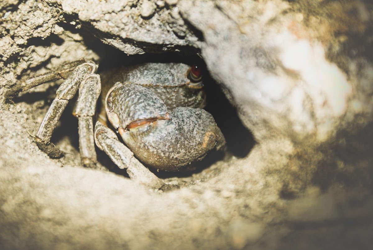 Hakkari Yüksekova'da dev yengeç görüntülendi