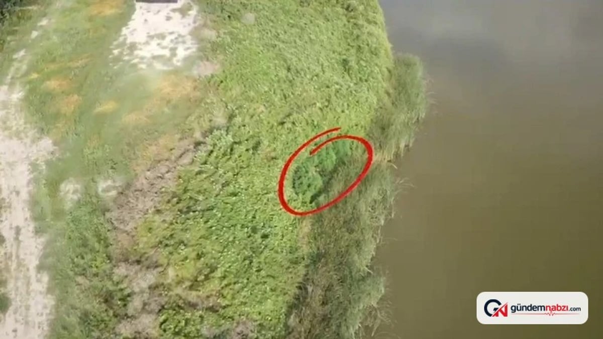 Sakarya'nın Karasu ilçesinde uyuşturucu operasyonunda 50 kök Hint keneviri ele geçirildi
