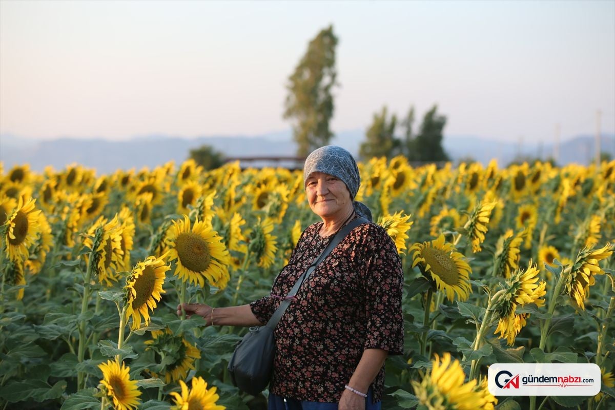 Aydın'da ayçiçeği tarlaları göz kamaştırıyor
