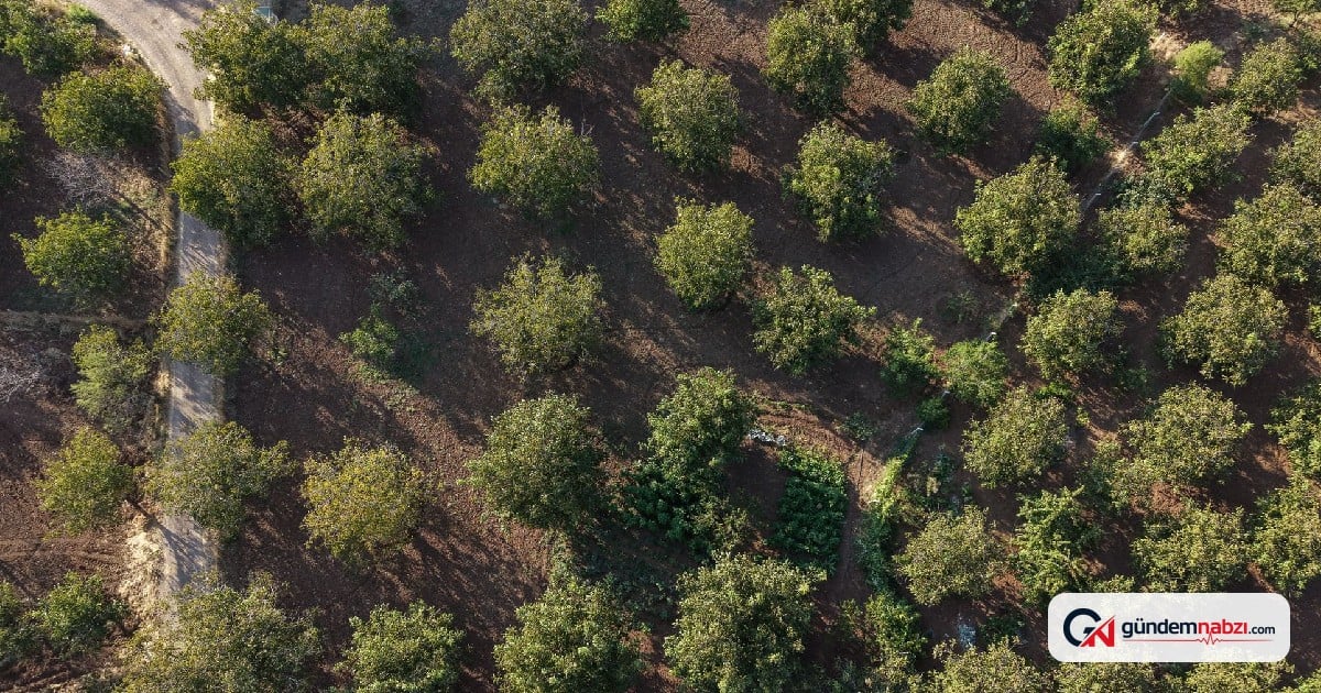 Çorum Oğuzlar'da don vurdu, ceviz rekoltesi 2 bin tona düştü